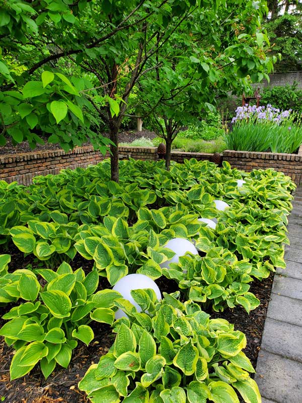 healthy plants